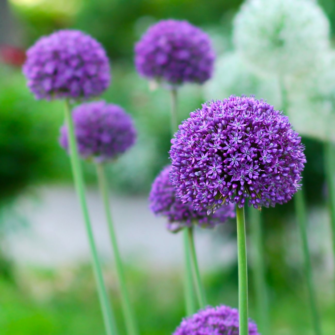 Obrázok Okrasný cesnak (Allium) ´OSTARA´, kont. C2L